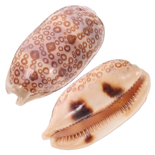 FUTUREORYY 2 Stück Muscheln für DIY Schmuckherstellung Aquarium Dekoration Heimdekoration Zufällige Farben Kleine Muscheln für Bastelprojekte und Wohnaccessoires Zufällige FUTUREORYY 2 Stück Muscheln für DIY Schmuckherstellung Aquarium Dekoration Heimdekoration Zufällige Farben Kleine Muscheln für Bastelprojekte und Wohnaccessoires Zufällige von FUTUREORYY