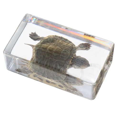 FUTUREORYY Transparente Schildkrötenfigur aus Resin Wissenschaftliches Modell als Pädagogisches Tierzyklus Langlebige Dekoration für Vielseitiges und Ausstellungsobjekt FUTUREORYY Transparente Schildkrötenfigur aus Resin Wissenschaftliches Modell als Pädagogisches Tierzyklus Langlebige Dekoration für Vielseitiges und Ausstellungsobjekt von FUTUREORYY