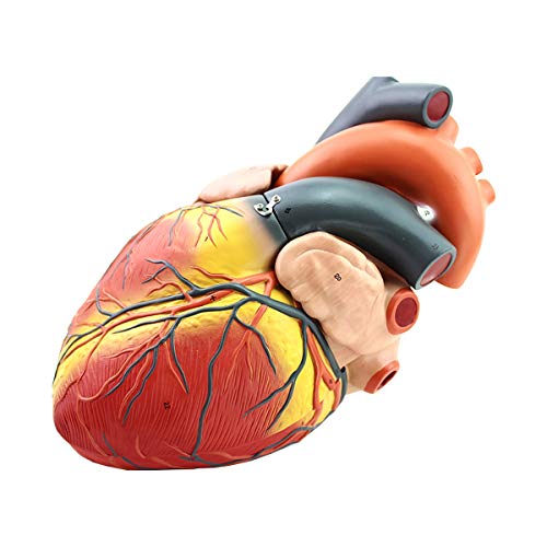 Anatomisches Herzmodell, vergrößertes 4-faches menschliches Herzmodell mit digitalem Zeichen für den Unterricht der Herzanatomie, abnehmbares wissenschaftliches Lernwerkzeug Anatomisches Herzmodell, vergrößertes 4-faches menschliches Herzmodell mit digitalem Zeichen für den Unterricht der Herzanatomie, abnehmbares wissenschaftliches Lernwerkzeug von FUYAO