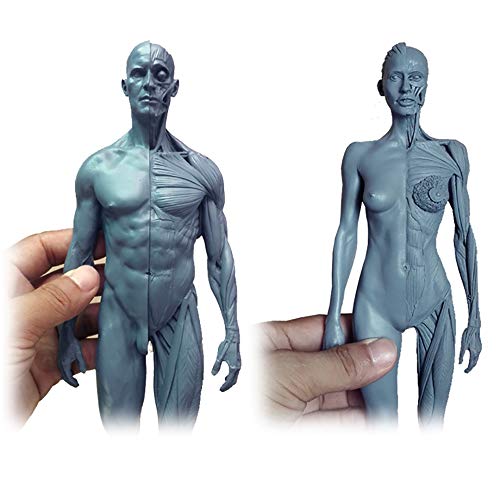 Weiblich & männlich Anatomie Figur - menschliche anatomische Muskel-Knochen-Modell Harz Mterial Human Anatomy Abbildung Modell - für medizinischen Artisten Drawing Study Weiblich & männlich Anatomie Figur - menschliche anatomische Muskel-Knochen-Modell Harz Mterial Human Anatomy Abbildung Modell - für medizinischen Artisten Drawing Study von FXQ