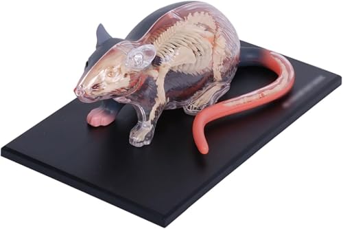 4D-Anatomisches Mausmodell, 29 abnehmbare Organe und Körperteile, ideal for die Ausbildung, Medizin, Tierärzte, exquisite menschliche Modelle 4D-Anatomisches Mausmodell, 29 abnehmbare Organe und Körperteile, ideal for die Ausbildung, Medizin, Tierärzte, exquisite menschliche Modelle von FYYYSLKX