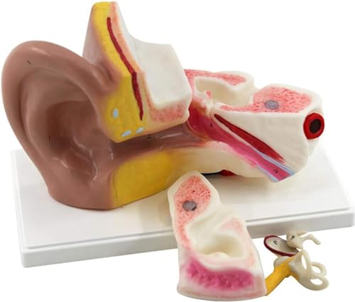 Anatomie, Struktur, Biologie, Unterricht, Ohr, 3-fache Vergrößerung, Ohranatomiemodell – Menschliches Ohrmodell – Zeigt Wichtige Bereiche Des Ohrs, Ohranatomiemodell, 3-fache Vergrößerung, Ohr von FYYYSLKX
