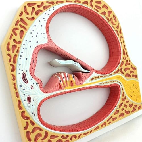 Anatomie Hörorgan Otolaryngologie Modell For Medizinische Lehrmittel Cochlea Spiralmodell Anatomische Menschliche Anatomie Hörorgan Otolaryngologie Modell von FYYYSLKX