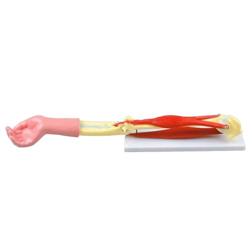 Anatomiemodell, Studienmodell, Medizinisch-anatomisches Knochengelenk, Skelettmuskel, Bizeps, Trizeps, Demonstration Zur Biologischen Unterrichtsdemonstration, Menschliches Ellenbogengelenkmodell von FYYYSLKX