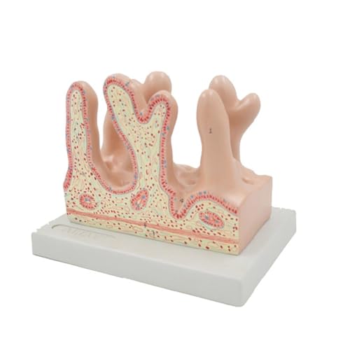 Anatomiemodell der menschlichen Darmzotten, Lehrmittel, anatomisches Dickdarmzottenmodell for Studium von Krankheiten, Modell anatomischer Organe Anatomiemodell der menschlichen Darmzotten, Lehrmittel, anatomisches Dickdarmzottenmodell for Studium von Krankheiten, Modell anatomischer Organe von FYYYSLKX