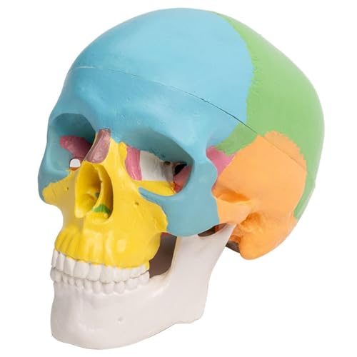Anatomisches 4D-Modell des zerlegten menschlichen Schädels for medizinische Zwecke, kardiovaskuläre Medizin, biologische Experimente, menschliches Modell von FYYYSLKX