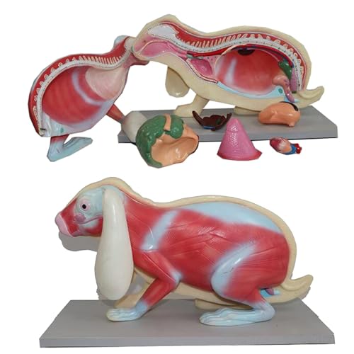 Anatomisches Kaninchenskelettmodell - Anatomisches Tierkaninchenmodell - for Lehrmittel for biologische Instrumente, Laborbedarf von FYYYSLKX
