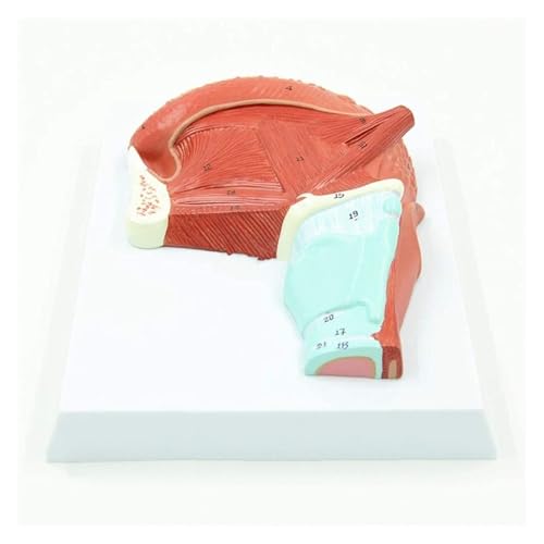 Anatomisches Lingualmuskel-Vergrößerungsmodell, Medizinische Modelle, Mundmuskelzunge, Menschliches Anatomiemodell, Menschliches Munddrüsenmuskelmodell, Medizinisches Ausbildungswerkzeug Anatomisches Lingualmuskel-Vergrößerungsmodell, Medizinische Modelle, Mundmuskelzunge, Menschliches Anatomiemodell, Menschliches Munddrüsenmuskelmodell, Medizinisches Ausbildungswerkzeug von FYYYSLKX