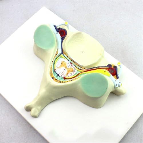 Anatomisches Modell Der Menschlichen Wirbelsäule, Körpermodell, Skelettmodell, Torso-Modell, Modell Der Menschlichen Wirbelsäule, Modell Zur Vergrößerung Des Wirbelsäulenquerschnitts Anatomisches Modell Der Menschlichen Wirbelsäule, Körpermodell, Skelettmodell, Torso-Modell, Modell Der Menschlichen Wirbelsäule, Modell Zur Vergrößerung Des Wirbelsäulenquerschnitts von FYYYSLKX