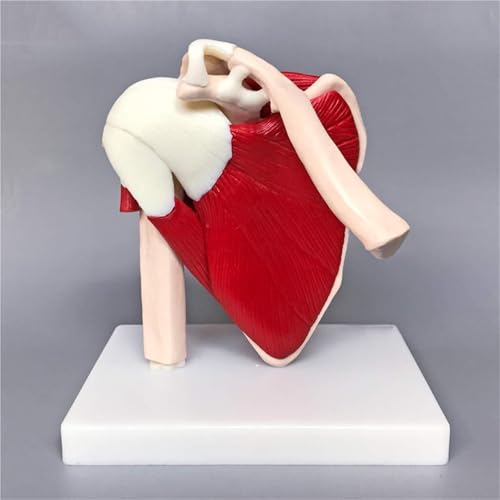 Anatomisches Modell Des Muskulösen Schultergelenks Mit Fortgeschrittener Medizinischer Anatomie. Das Skelett Zeigt Die Komplette Schultermuskulatur Von Der Rotatorenmanschette von FYYYSLKX