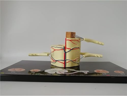 Anatomisches Modell des Rückenmarksnervs - 5-fach - Nervenäste, Spinalganglion und Blutgefäße for medizinische Demonstrationen von FYYYSLKX