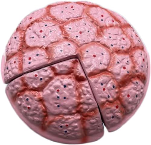 Biologie-Unterrichtsmodell Nabelschnur-Plazenta-Modell - Lebensgroßes Nabelschnur-Plazenta-Modell Nabelschnur-Plazenta-Modell von FYYYSLKX