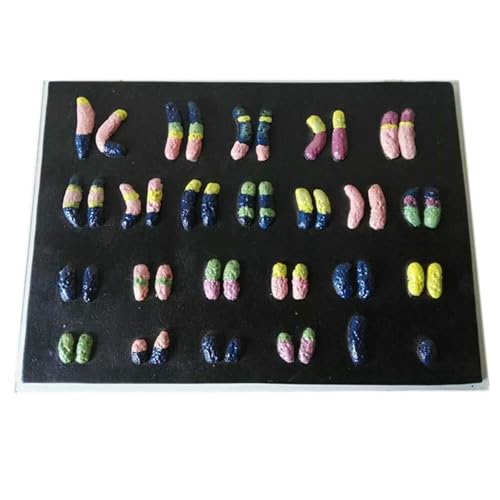 Chromosomen-Anatomiemodell Biologisches Lehrmodell - Anatomisches Chromosomenmodell - Zur Anzeige Des Lehrmodells For Studien Chromosomen-Lehrhilfen Chromosomenmodell Chromosomen-Anatomiemodell Biologisches Lehrmodell - Anatomisches Chromosomenmodell - Zur Anzeige Des Lehrmodells For Studien Chromosomen-Lehrhilfen Chromosomenmodell von FYYYSLKX