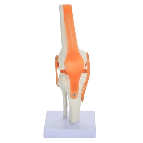 Funktionelles Kniegelenk-Bänder- Und Skelettmodell Menschliches Anatomisches Kniegelenkmodell - Lehrmodell Anatomisches Kniegelenkmodell Mit Funktionellem Großem Kniegelenkmodell Funktionelles Kniegelenk-Bänder- Und Skelettmodell Menschliches Anatomisches Kniegelenkmodell - Lehrmodell Anatomisches Kniegelenkmodell Mit Funktionellem Großem Kniegelenkmodell von FYYYSLKX
