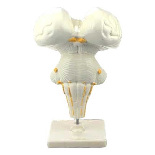 Hirnstamm-Vergrößerungsmodell, menschliches Hirnstammmodell, anatomisches Hirnstammmodell, Ausrüstung for biologische Experimente Hirnstamm-Vergrößerungsmodell, menschliches Hirnstammmodell, anatomisches Hirnstammmodell, Ausrüstung for biologische Experimente von FYYYSLKX