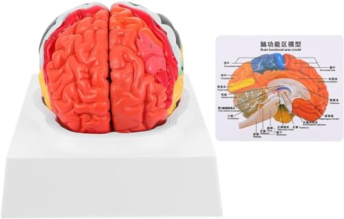 Lehrmodell Zur Struktur Menschlicher Organe Mit 8 Teilen For Zerlegen Und Zusammenbauen. Anatomisches Gehirnmodell In Lebensgröße. Menschliches Gehirnmodell. 3D-Modell Des Menschlichen Gehirns von FYYYSLKX