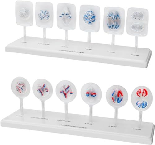Meiosemodell For Pflanzenzellen Und Tierzellen – Medizinisches Lehrmodell For Die Zellmitose For Die Biologie, Den Naturwissenschaftlichen Unterricht, Demonstrationslaborbedarf, Modelle Meiosemodell For Pflanzenzellen Und Tierzellen – Medizinisches Lehrmodell For Die Zellmitose For Die Biologie, Den Naturwissenschaftlichen Unterricht, Demonstrationslaborbedarf, Modelle von FYYYSLKX