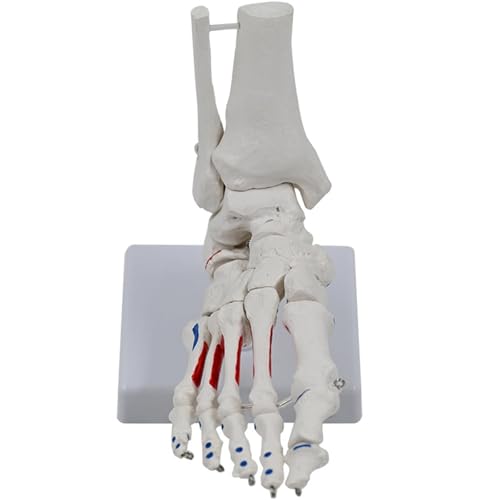 Menschliches Fußknöchelmodell, Medizinisches Anatomisches Modell, Lehrmodell, Menschliches Fußgelenkskelettmodell for den naturwissenschaftlichen Unterricht Menschliches Fußknöchelmodell, Medizinisches Anatomisches Modell, Lehrmodell, Menschliches Fußgelenkskelettmodell for den naturwissenschaftlichen Unterricht von FYYYSLKX