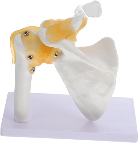 Menschliches Skelett Knochen Lehrmodell Schulterblattmodell Schultermodell Schaufensterpuppe Menschliches Skelettmodell Skelett Lehrmodell Schulterblattmodell Menschliches Skelett Knochen Lehrmodell Schulterblattmodell Schultermodell Schaufensterpuppe Menschliches Skelettmodell Skelett Lehrmodell Schulterblattmodell von FYYYSLKX