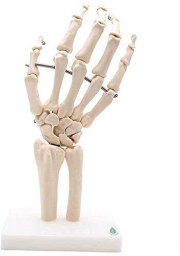 Menschliches Skelettmodell, Menschliches Modell, Menschliche Anatomieforschung, Medizinisches Gelenkskelettmodell, Handmodell, PVC-Modell, Lehrmittel, Handknochengelenkmodell Menschliches Skelettmodell, Menschliches Modell, Menschliche Anatomieforschung, Medizinisches Gelenkskelettmodell, Handmodell, PVC-Modell, Lehrmittel, Handknochengelenkmodell von FYYYSLKX