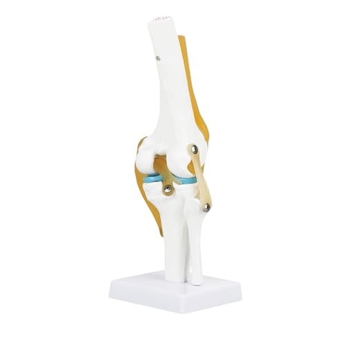 Menschliches Skelettmodell, PVC-Kniegelenksimulationsmodell, Anatomisches Kniegelenkmodell, 12,6 Zoll For Das Lernen Menschlicher Knochenhobbyisten Menschliches Skelettmodell, PVC-Kniegelenksimulationsmodell, Anatomisches Kniegelenkmodell, 12,6 Zoll For Das Lernen Menschlicher Knochenhobbyisten von FYYYSLKX