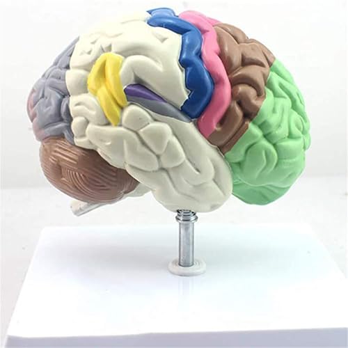 Modellanatomie, Segmentierung Des Menschlichen Gehirnmodells, Funktionsstruktursegmentierung Der Farbe, Menschlicher Körper, Tatsächliche Größe, Medizinische Lehre von FYYYSLKX