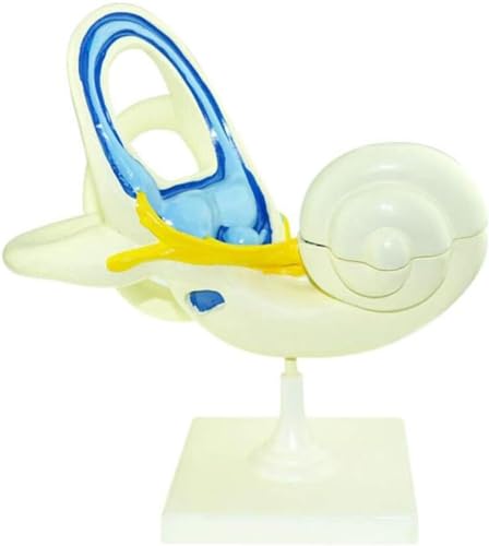 Ohr Bogengang Cochlea Anatomisches Vergrößertes Modell Labyrinthmodell Menschliches Ohr Anatomisches Modell Innenohr Abnehmbares Knöchernes Labyrinth Und Membranöses Innenohr Labyrinthmodell Ohr Bogengang Cochlea Anatomisches Vergrößertes Modell Labyrinthmodell Menschliches Ohr Anatomisches Modell Innenohr Abnehmbares Knöchernes Labyrinth Und Membranöses Innenohr Labyrinthmodell von FYYYSLKX