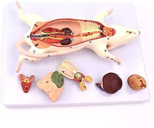 Organismus-Lehrmodell Anatomisches Tiermodell Anatomisches Mausmodell Anatomisches Mausmodell Die Anatomie Der Mausorgane Anatomisches Modell Der Inneren Organstruktur Der Maus Und Der Ratte von FYYYSLKX