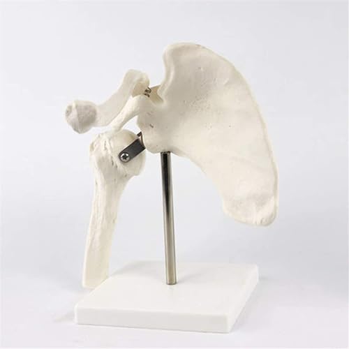Schultergelenkmodell, pädagogisches Modell, Schultergelenk, anatomisches Modell, menschliche Schulterblattanatomie for naturwissenschaftliche Unterrichtsstudien, Anzeige, Lehrmodell von FYYYSLKX