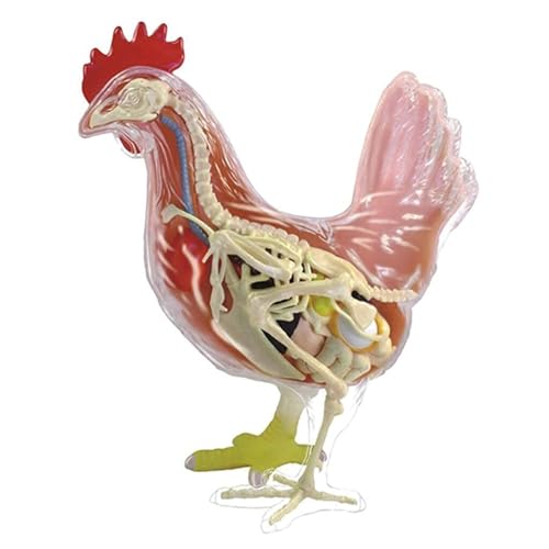 Skelettmodell, Anatomiemodell, Zusammenbau, Ionales Modell, Anatomisches Hühnermodell, Abnehmbares 32-teiliges Wissenschaftliches Anatomisches Tiermodell, Spielzeugtier, Hühnerorgananatomie Skelettmodell, Anatomiemodell, Zusammenbau, Ionales Modell, Anatomisches Hühnermodell, Abnehmbares 32-teiliges Wissenschaftliches Anatomisches Tiermodell, Spielzeugtier, Hühnerorgananatomie von FYYYSLKX