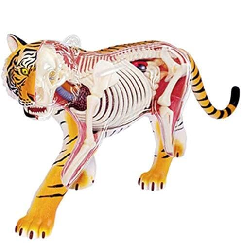 Skelettmodell, Tigermodell, Anatomisches Tiermodell, Abnehmbares Wissenschaftliches Anatomisches Tiermodell For Die Medizinische Ausbildung, Hilfe, Tigermodell, Anatomisches Tiermodell, Lehrmodell von FYYYSLKX