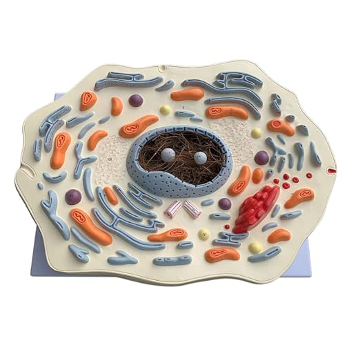 Tiermodell Mit Dünnem Brustkorb, Struktur Einer Tierzelle, Dünnes Tiermodell, Struktur Einer Tierzelle, Mikroskopisch Vergrößert, Golgi-Apparat, Mitochondrialer Organismus, Wissenschaftskits Tiermodell Mit Dünnem Brustkorb, Struktur Einer Tierzelle, Dünnes Tiermodell, Struktur Einer Tierzelle, Mikroskopisch Vergrößert, Golgi-Apparat, Mitochondrialer Organismus, Wissenschaftskits von FYYYSLKX