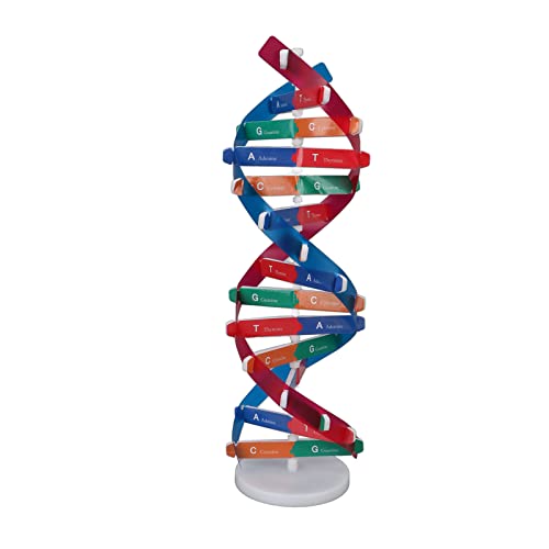 Fafeicy DNA -Modell -Kit, Farbenfrohes Wissenschaftsspielzeug, DIY -Montage -Modell für Im Klassenzimmer Lernen und Lehren von Fafeicy
