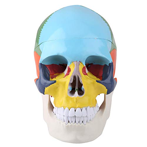 Menschliches Schädelmodell, Menschliches Schädelmodell, Lebensgroßes Anatomisches Kunststoffmodell mit Einzigartigen Farbcodes, Abnehmbar für Medizinische Lehrinstrumente, Menschliches Schädelmodell, Menschliches Schädelmodell, Lebensgroßes Anatomisches Kunststoffmodell mit Einzigartigen Farbcodes, Abnehmbar für Medizinische Lehrinstrumente, von Fafeicy