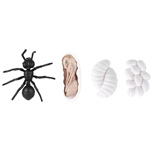 Fafeims Bildungsinsektenwachstumsphasen Lebenszyklusmodell, Realistisches und Detailliertes Design, Premium -Qualitäts -Vinylmaterial, Ideales Lernwerkzeug, Junge Lernende für Natur und von Fafeims