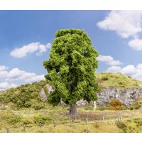 Faller 181573 Baum Eiche 180mm 1St. Faller 181573 Baum Eiche 180mm 1St. von Faller