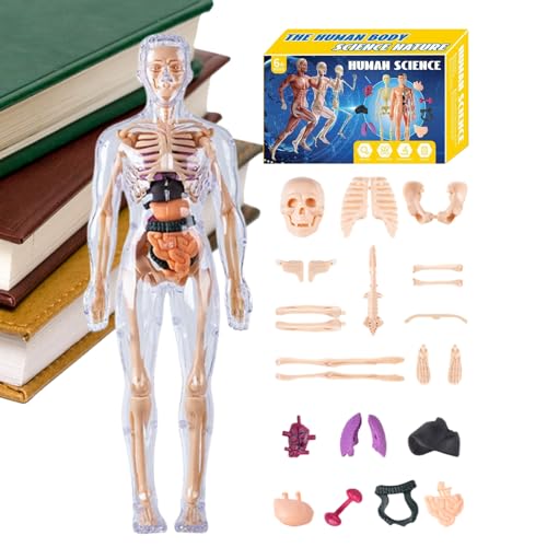 Fangfhai Anatomie-Modell, 3D, anatomisches menschliches Torso-Modell, pädagogische Lehrhilfe für Wissenschaftspädagogen, Studenten, Lerner, Mädchen, , Kinder im Klassenzimmer, Homeschooling von Fangfhai