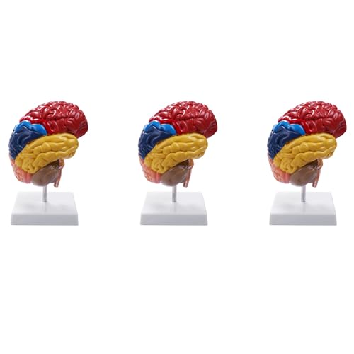 Fcuajdkq 3 x zerebrales anatomisches Modell, Anatomie, 1:1, halber Gehirn, Hirnstamm, Lehrlaborbedarf Fcuajdkq 3 x zerebrales anatomisches Modell, Anatomie, 1:1, halber Gehirn, Hirnstamm, Lehrlaborbedarf von Fcuajdkq