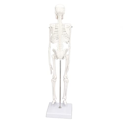 Mini-Skelettmodell mit Beweglichen Gelenken – Realistische PVC-Knochenstruktur des Menschlichen Körpers – für Anatomiestudien und Medizinische Ausbildung – Halloween-Dekoration Mini-Skelettmodell mit Beweglichen Gelenken – Realistische PVC-Knochenstruktur des Menschlichen Körpers – für Anatomiestudien und Medizinische Ausbildung – Halloween-Dekoration von Fdit