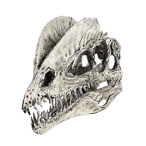 Fenteer 1/3 Dinosaurier Dilophosaurus Resin Fossilen Schädel Modell Collectibles Rot, Weiß von Fenteer