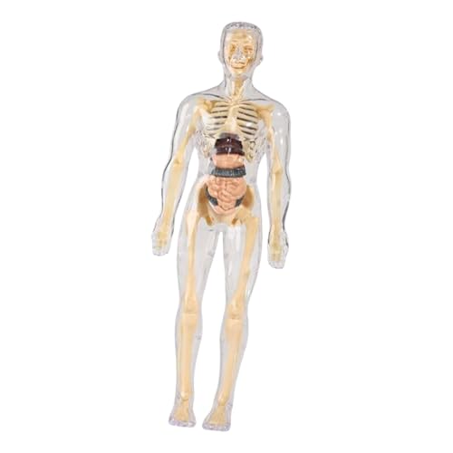Fenteer Lernen von Requisiten menschlichem Körpermodell Unterricht lehren Wissenschaftskits Realistisches Demonstrationsinstrument der menschlichen Biologie, Transparent von Fenteer