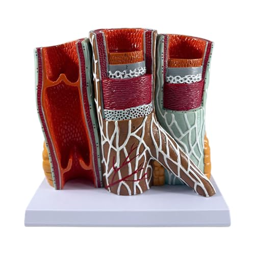 Fenteer Menschliches Blutgefäßmodell, Anatomie-Display, pädagogisches, realistisches Gefäßmodell mit Basis für Schule, Klassenzimmer, Labor Fenteer Menschliches Blutgefäßmodell, Anatomie-Display, pädagogisches, realistisches Gefäßmodell mit Basis für Schule, Klassenzimmer, Labor von Fenteer