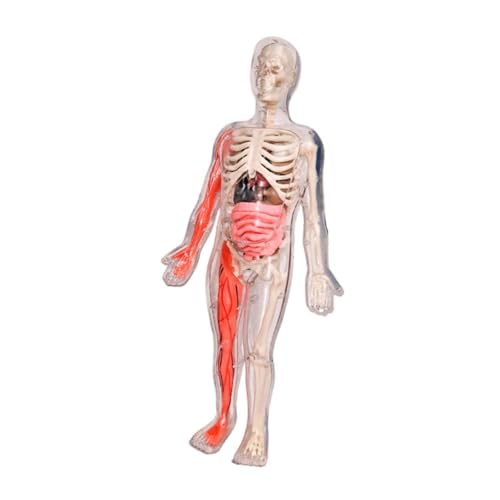Fenteer Menschliches Körpermodell für Kinder DIY Skeleton Toy Early Education 3D Anatomie Figur Anatomie Figur für Lehrerlieferungen Unterrichtshilfe von Fenteer