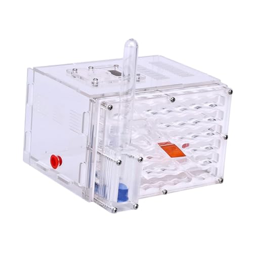 Fenteer -Zuchtkoffer, lustiges Spielzeug, pädagogisches, transparentes DIY-Lebensraum-Display, Box für wissenschaftliche Beobachtung, Dekoration, Fenteer -Zuchtkoffer, lustiges Spielzeug, pädagogisches, transparentes DIY-Lebensraum-Display, Box für wissenschaftliche Beobachtung, Dekoration, von Fenteer