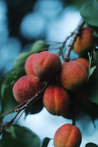 Abricots sur la branche - Puzzle en Bois de 10000 pièces - Meilleur Cadeau Pour Les adultes von FiXizy