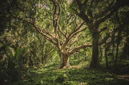 Arbres verts Dans la forêt - Puzzle en Bois 15000 pièces - Knowledge Home Decor von FiXizy