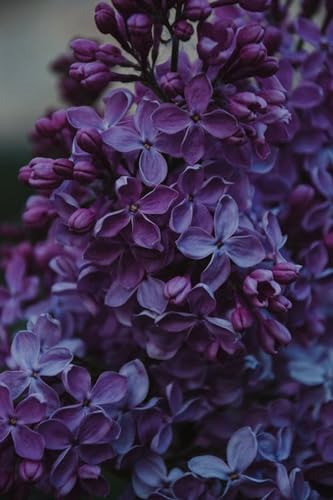 Fleur de Lilas Violette – Puzzle en Bois de 6000 pièces – Cadeau de vacances d'anniversaire, décoration d'intérieur von FiXizy