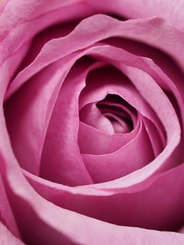 Fleur de Rose Rose - Puzzle en Bois de 7000 pièces - Idées de Collection de Puzzle Cadeaux Décoration d'intérieur Idées cadeaux von FiXizy