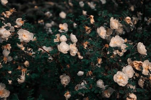 Fleur de pétale Blanche - Puzzle en Bois de 2000 pièces - convient aux adultes et aux familles de 14 ans et Plus von FiXizy