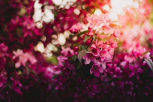 Fleurs Roses et Violettes – Puzzle en Bois de 1000 pièces – Idéal Pour Les Adolescents et Les adultes, ajustement Parfait von FiXizy